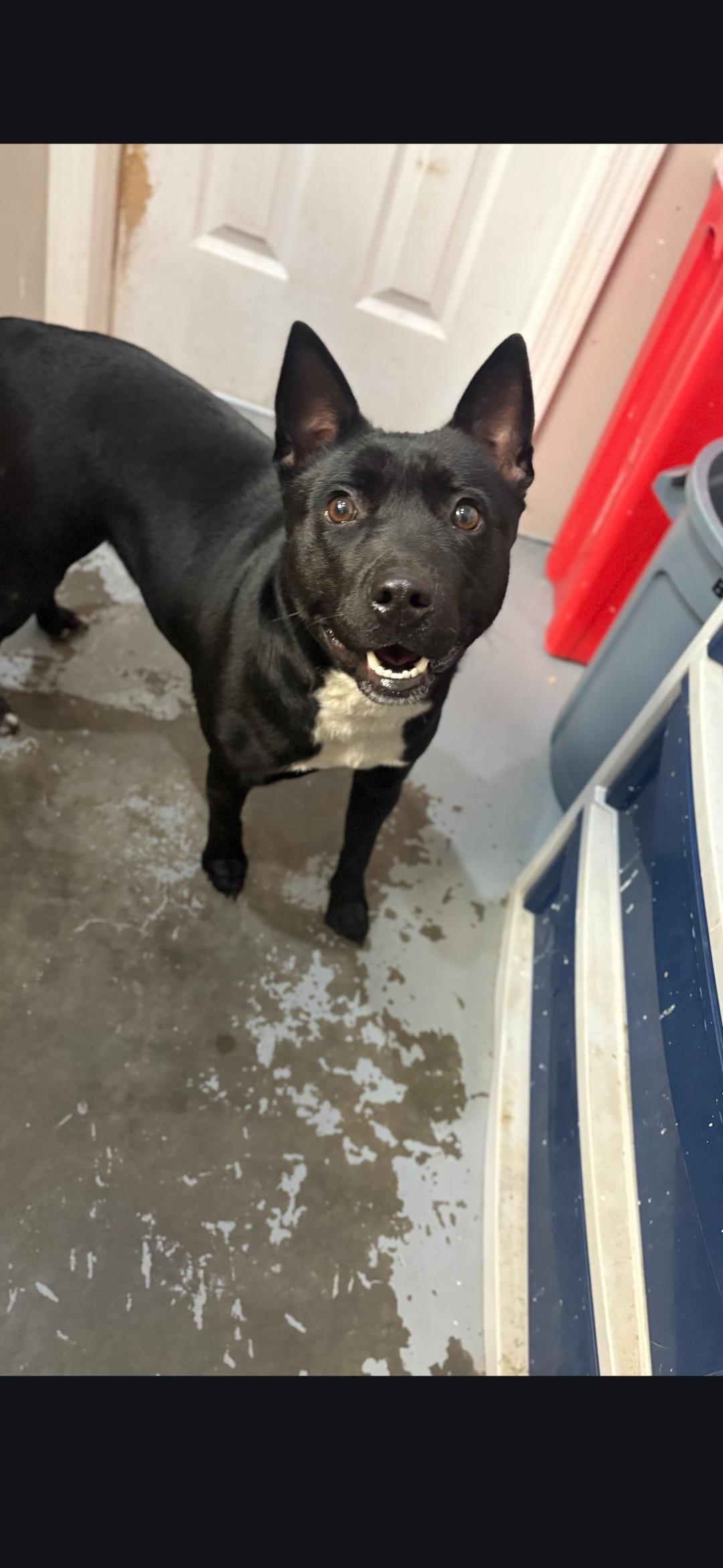 Enlarge Squirtle, an adoptable mixed breed in Berea, KY image 2/3