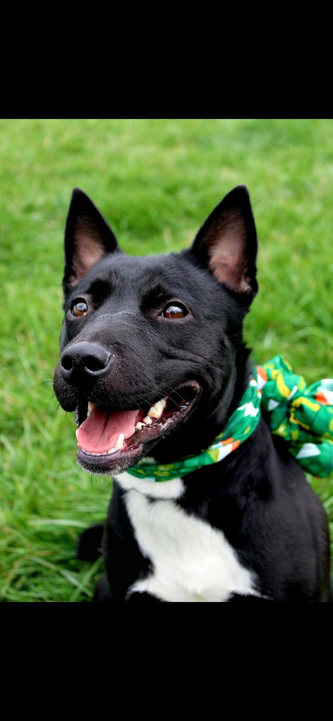 Enlarge Squirtle, an adoptable mixed breed in Berea, KY image 1/3