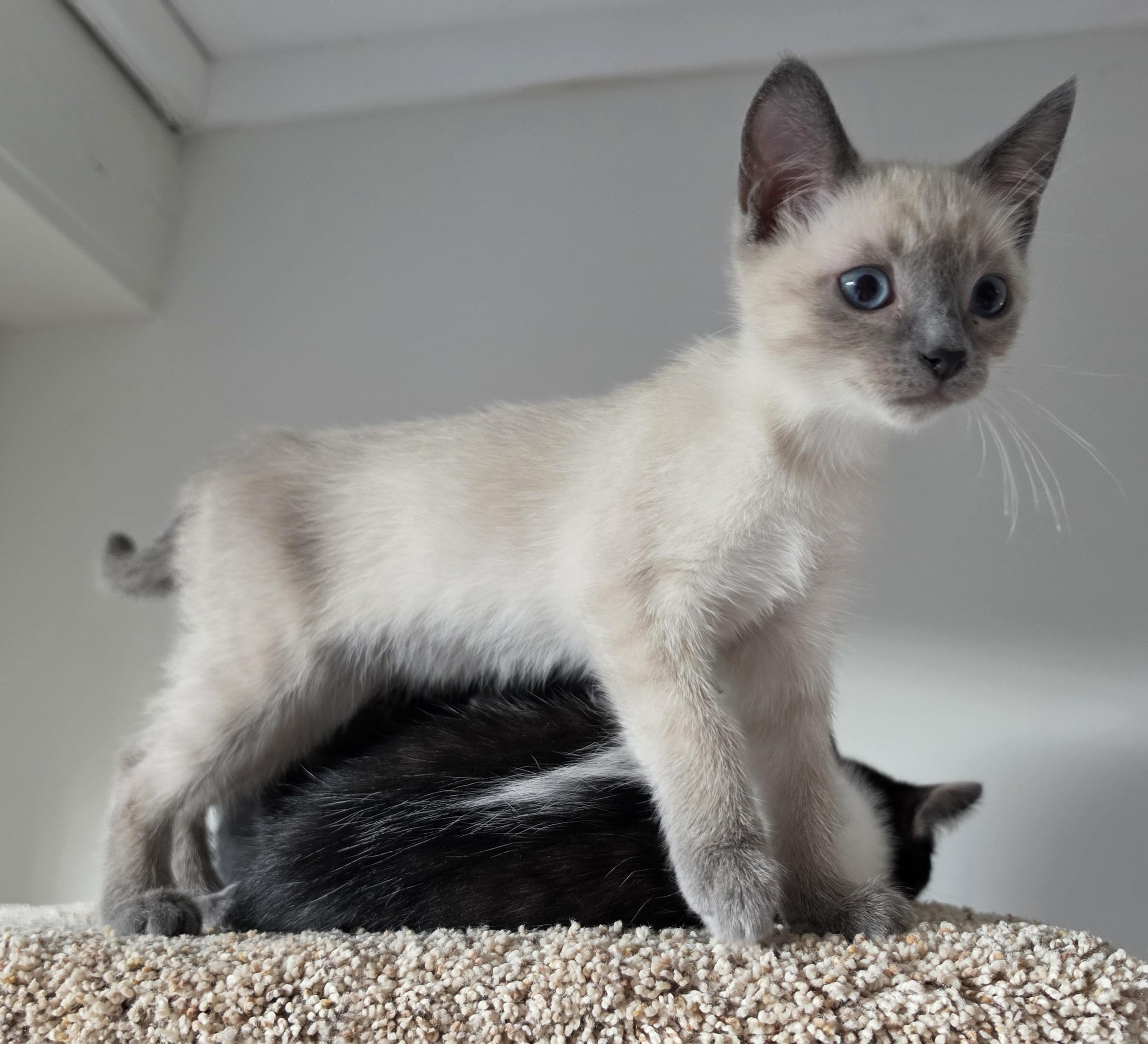 Cream, adopted, Kitten Female Domestic Short Hair.