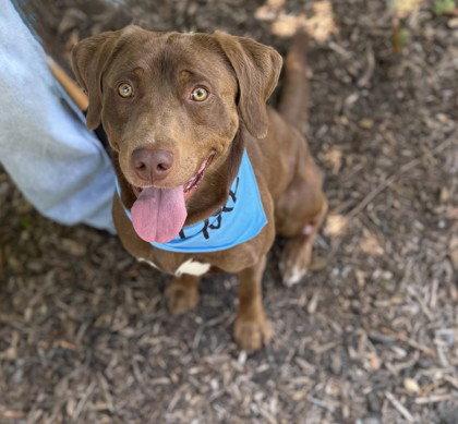 Choco Taco, Adoptable, Adult Male Labrador Retriever.
