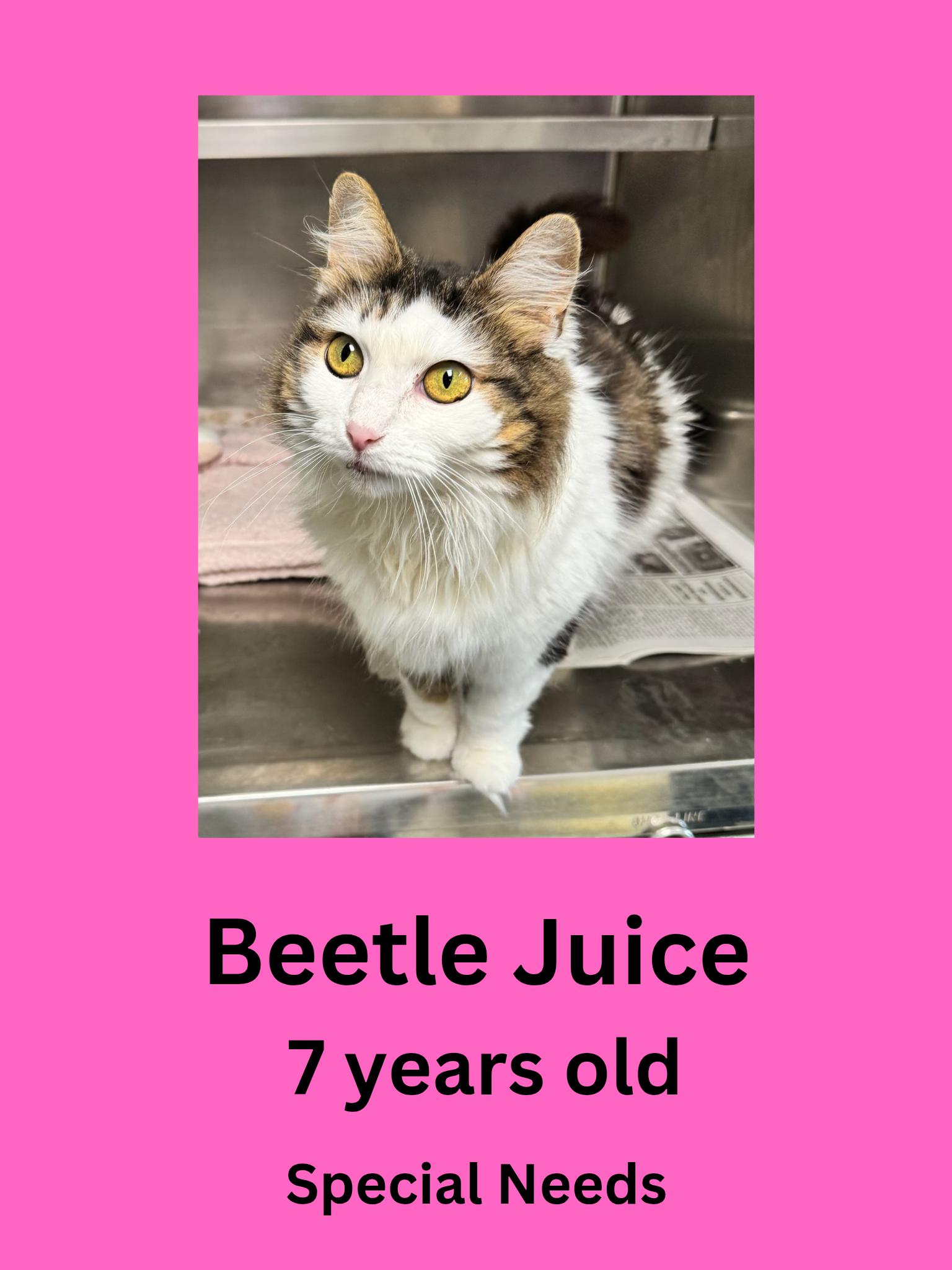 Beetle Juice, ADOPTABLE, Senior Female Domestic Long Hair.