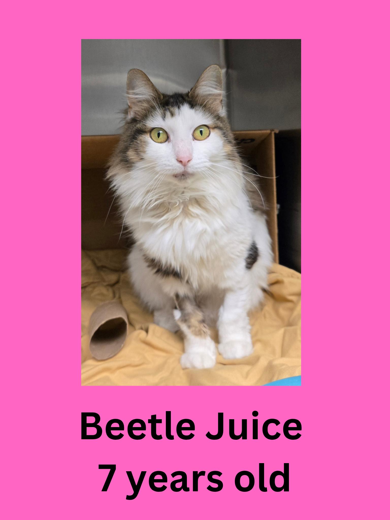 Beetle Juice, ADOPTABLE, Senior Female Domestic Long Hair.