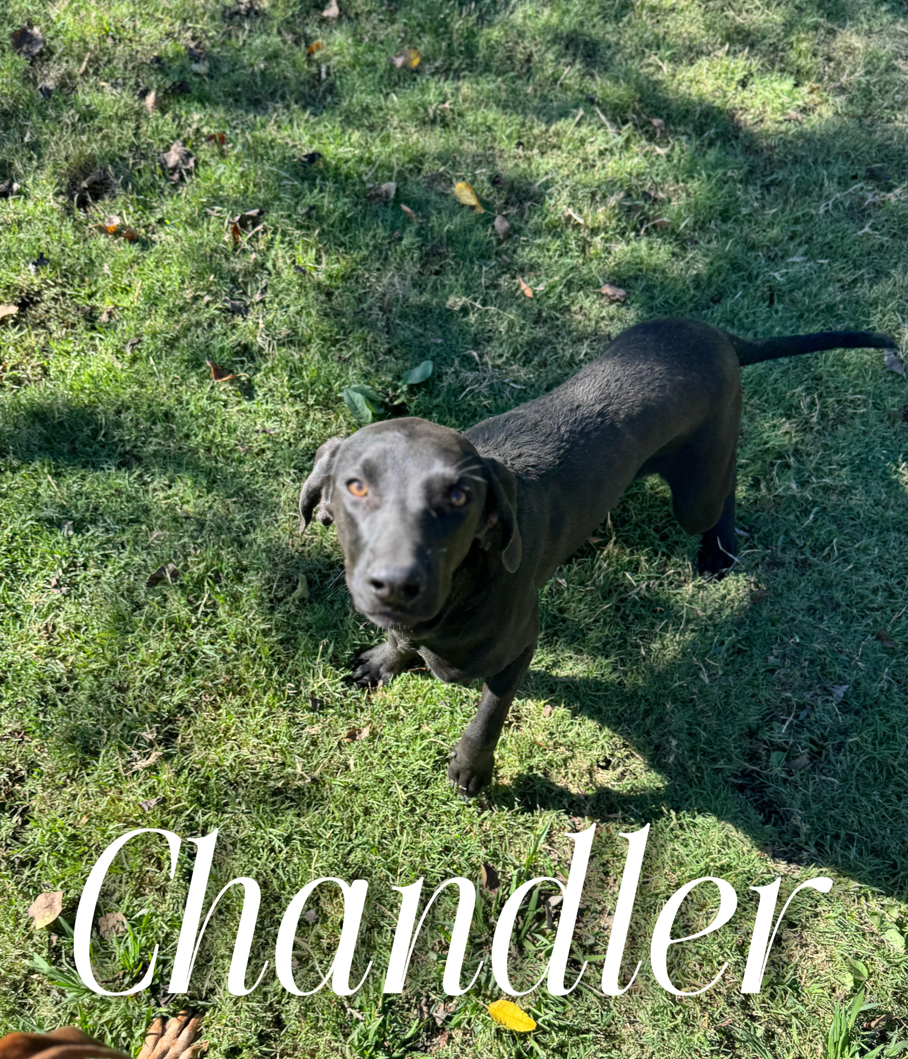 Enlarge Chandler, a Adoptable mixed breed in Sherman, TX image 1/1