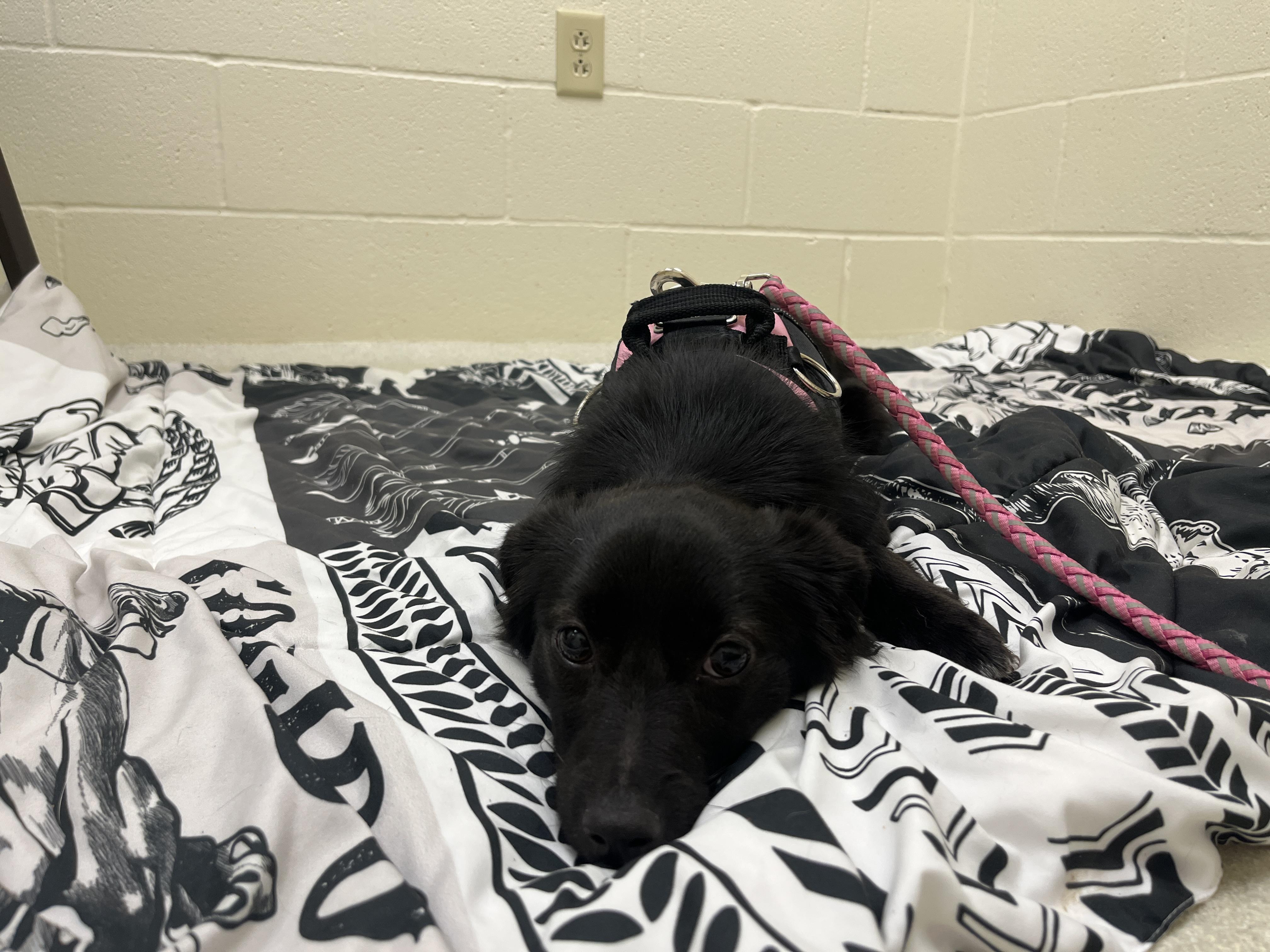 Enlarge June, a ADOPTABLE Mixed Breed in Ashland, OH image 4/4