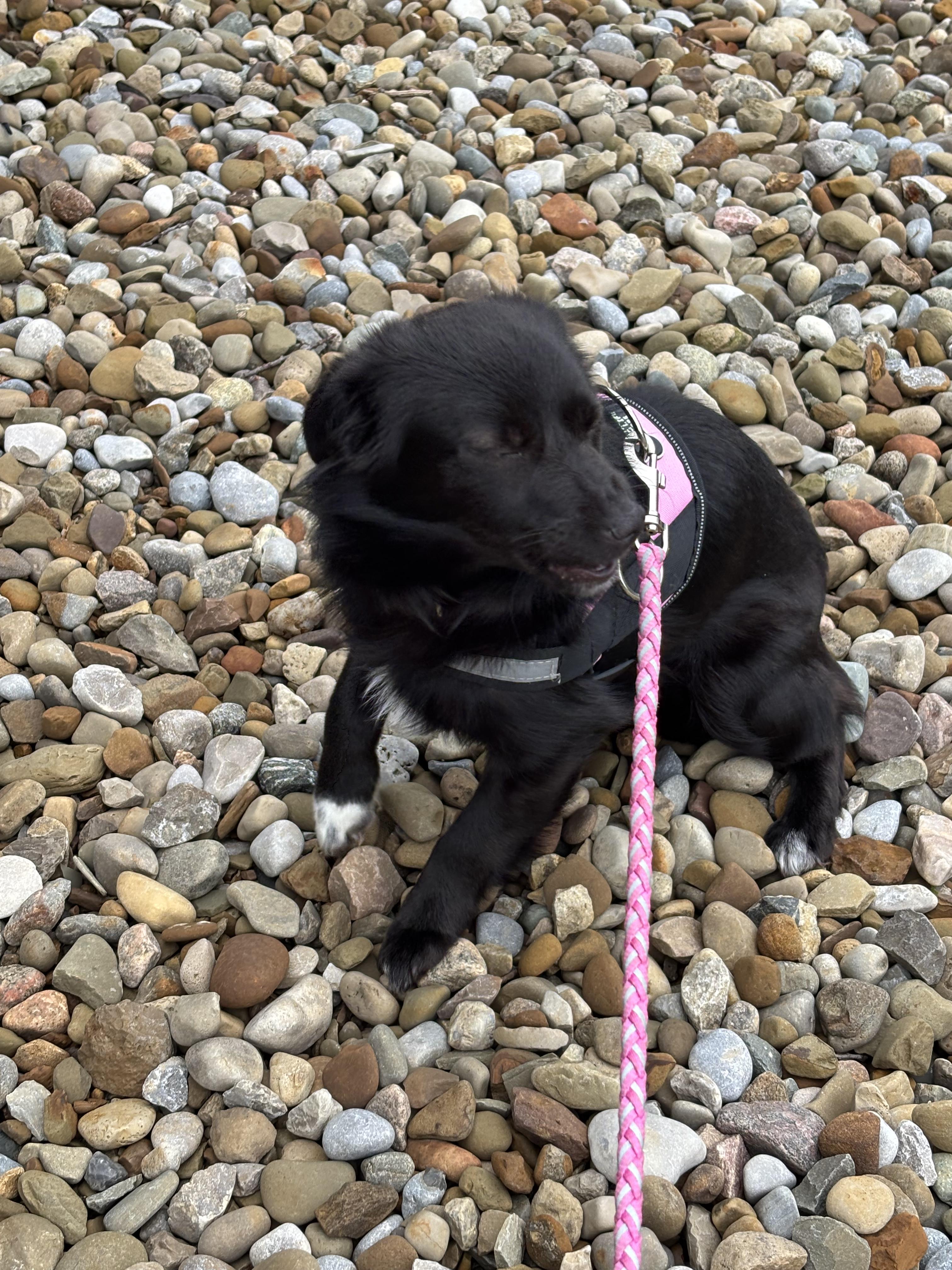 Enlarge June, a ADOPTABLE Mixed Breed in Ashland, OH image 2/4