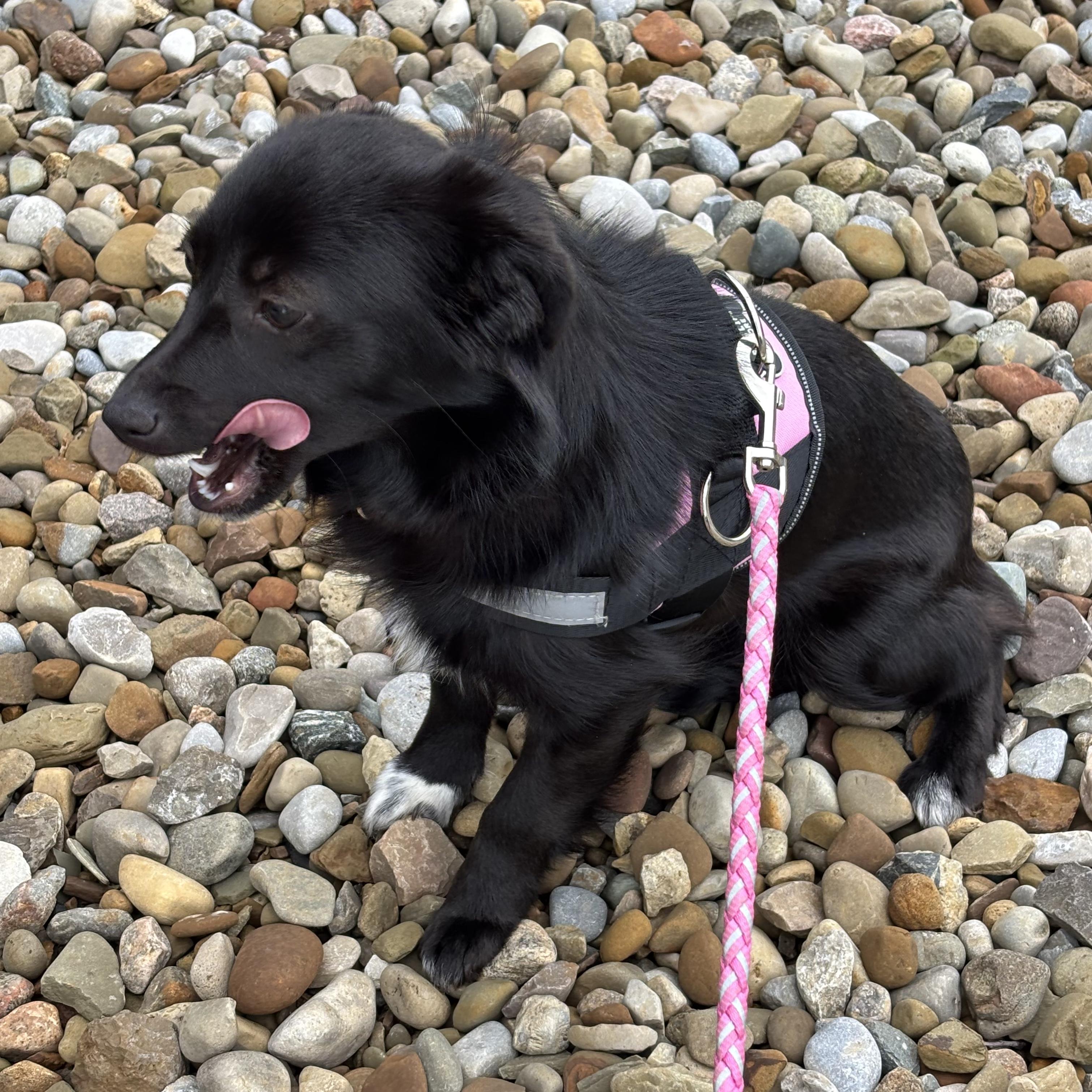 Enlarge June, a ADOPTABLE Mixed Breed in Ashland, OH image 1/4