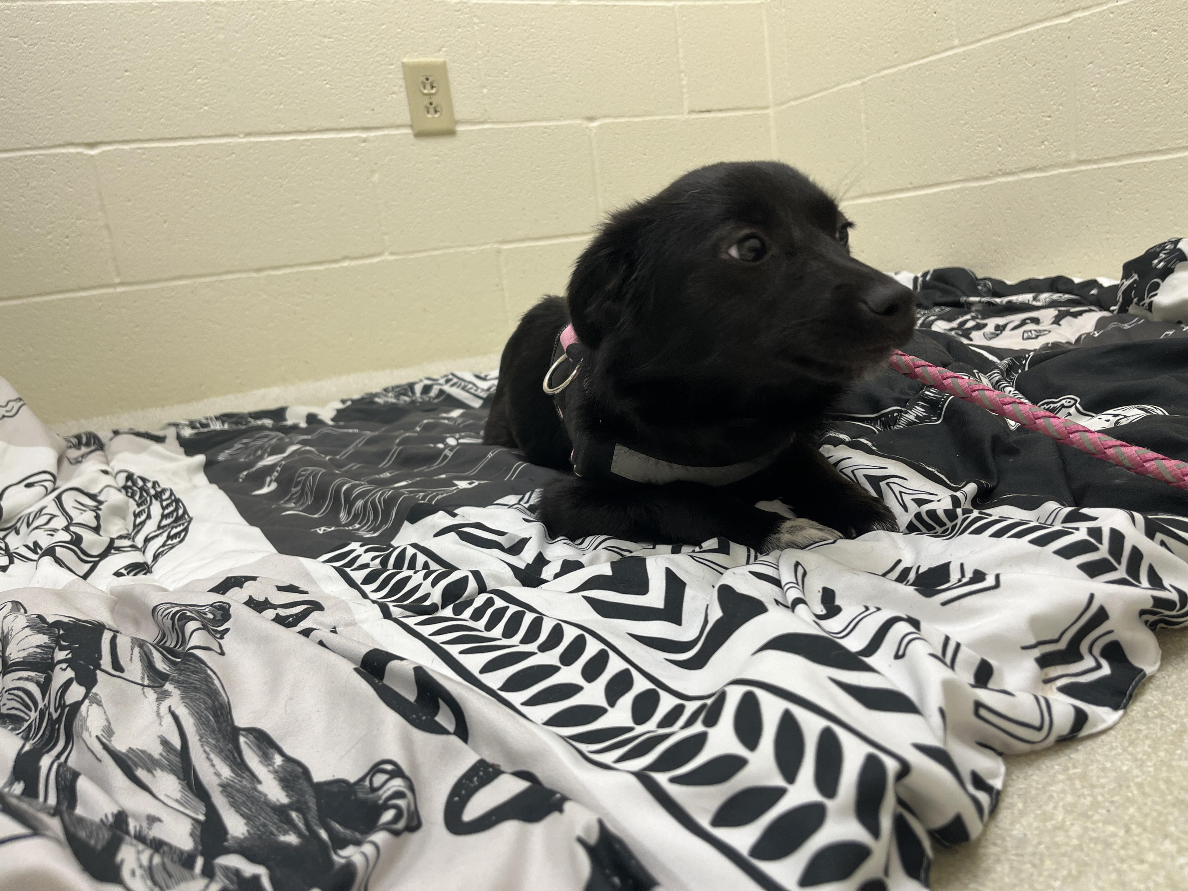 Enlarge June, a ADOPTABLE Mixed Breed in Ashland, OH image 3/4