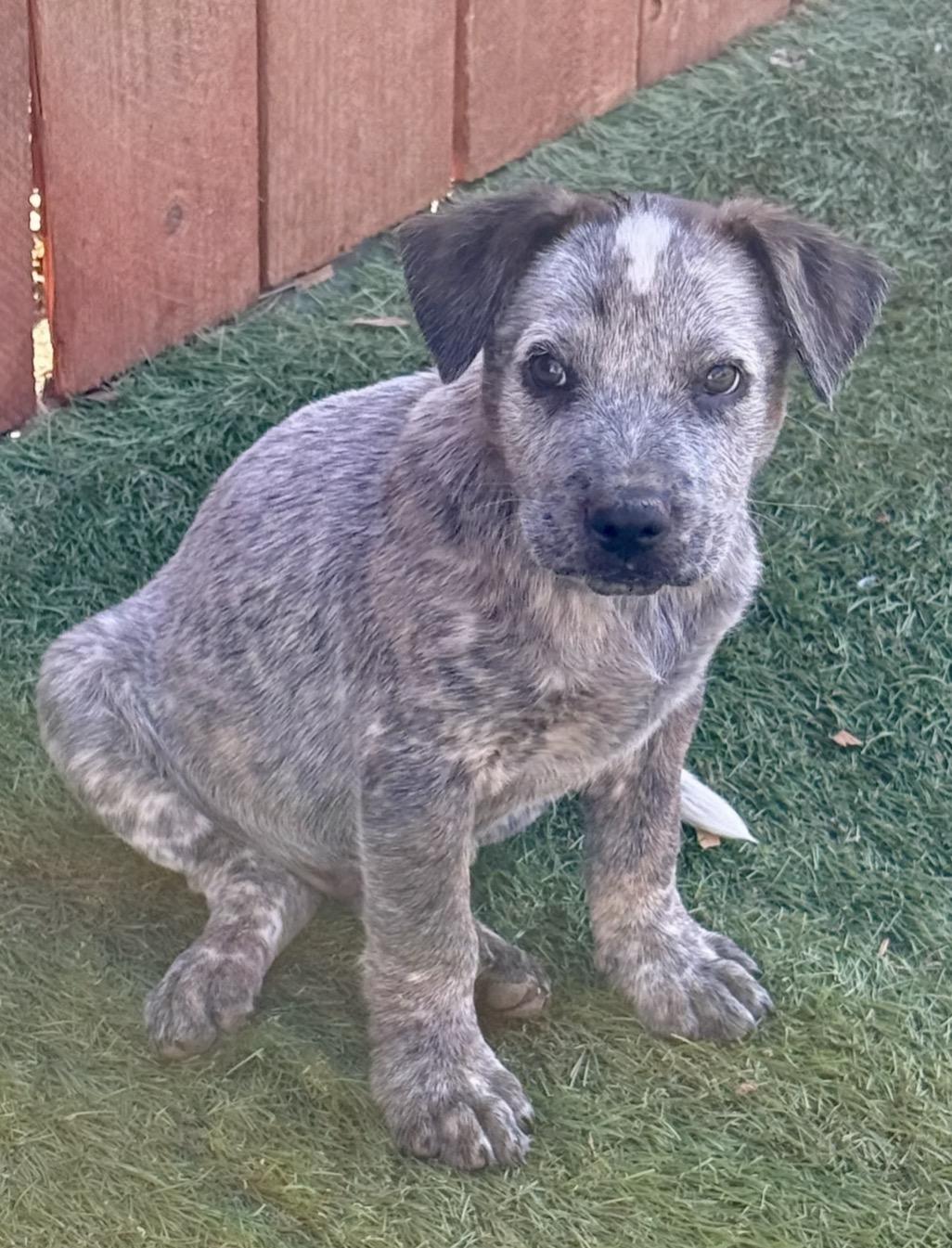 Tatis, adopted, Puppy Male Australian Cattle Dog / Blue Heeler.