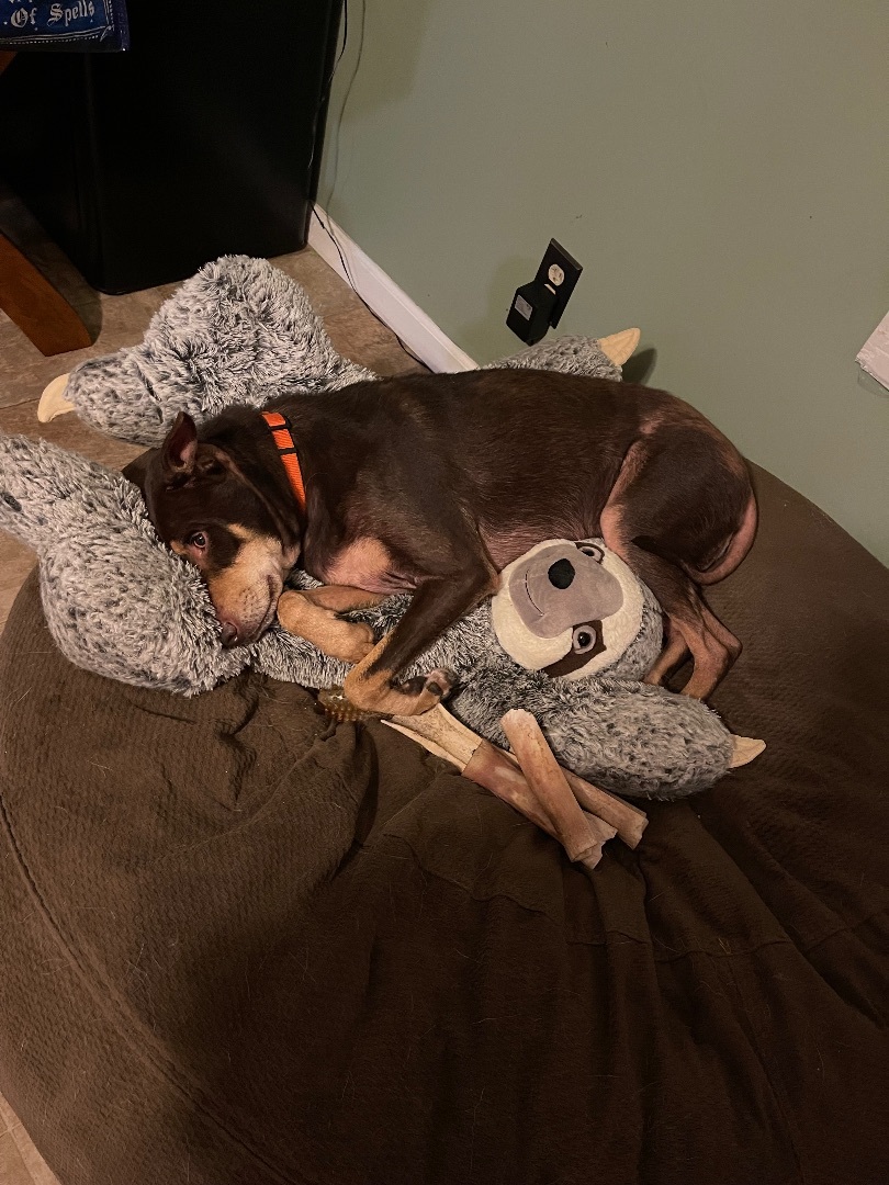 Reggie, a Adoptable mixed breed in Greenville, SC image 1/5