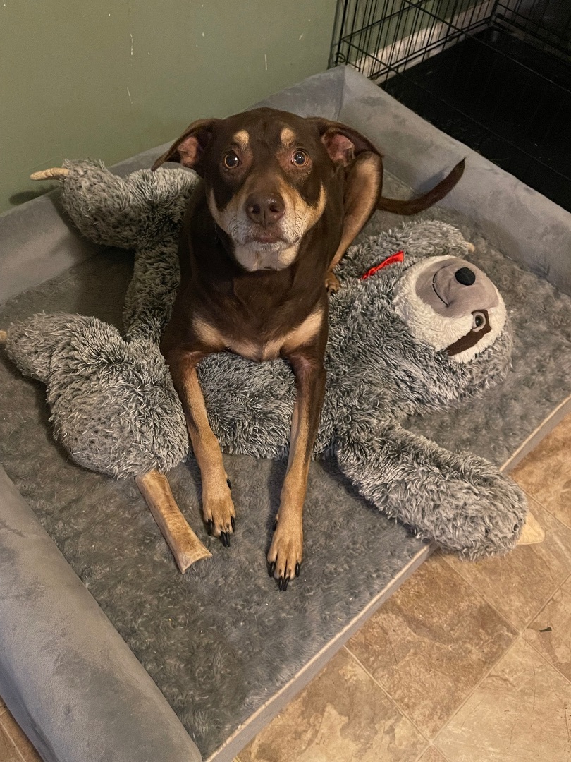 Reggie, a Adoptable mixed breed in Greenville, SC image 2/5