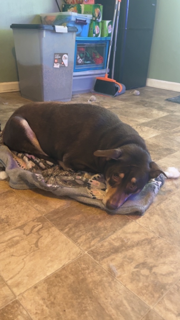 Reggie, a Adoptable mixed breed in Greenville, SC image 3/5