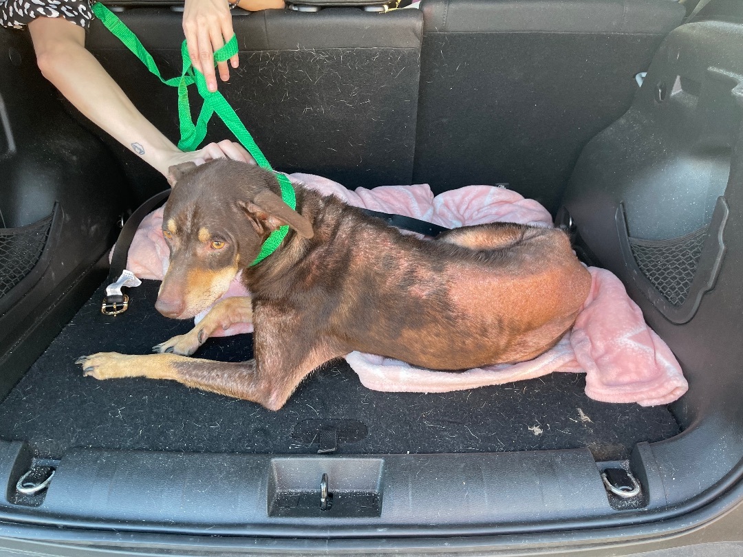 Reggie, a Adoptable mixed breed in Greenville, SC image 4/5