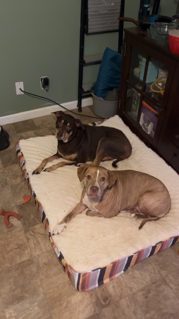 Reggie, a Adoptable mixed breed in Greenville, SC image 5/5