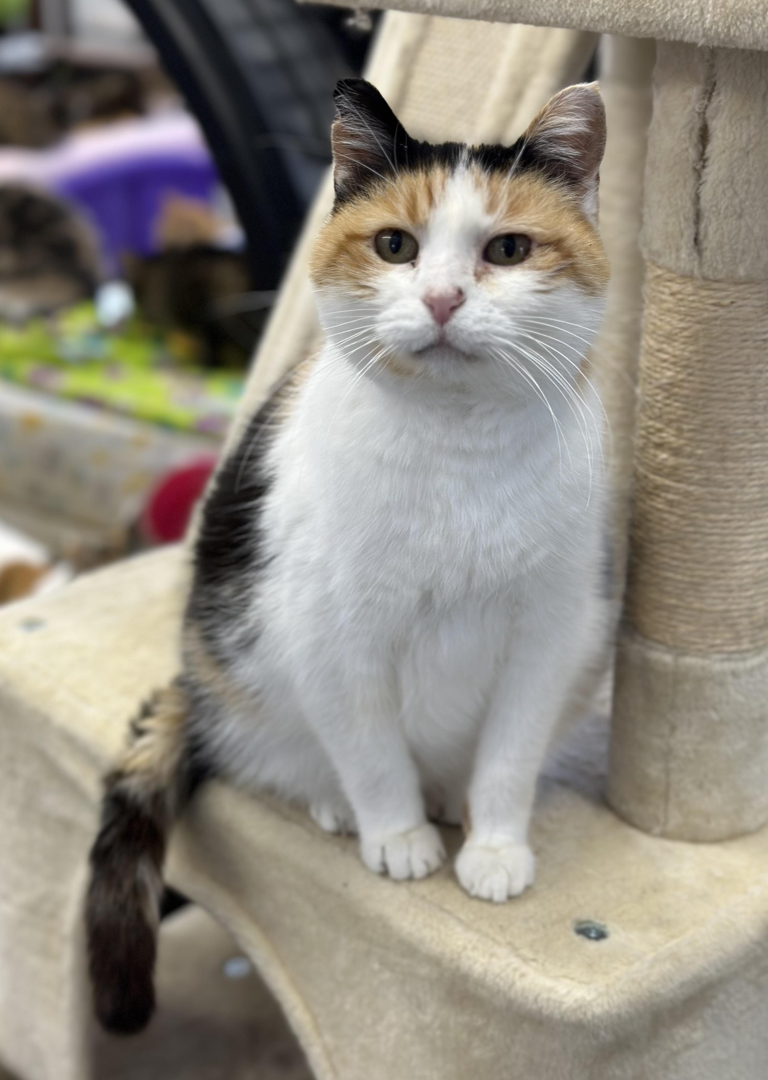 Enlarge Penelope , a ADOPTABLE Domestic Short Hair in Faribault, MN image 3/6