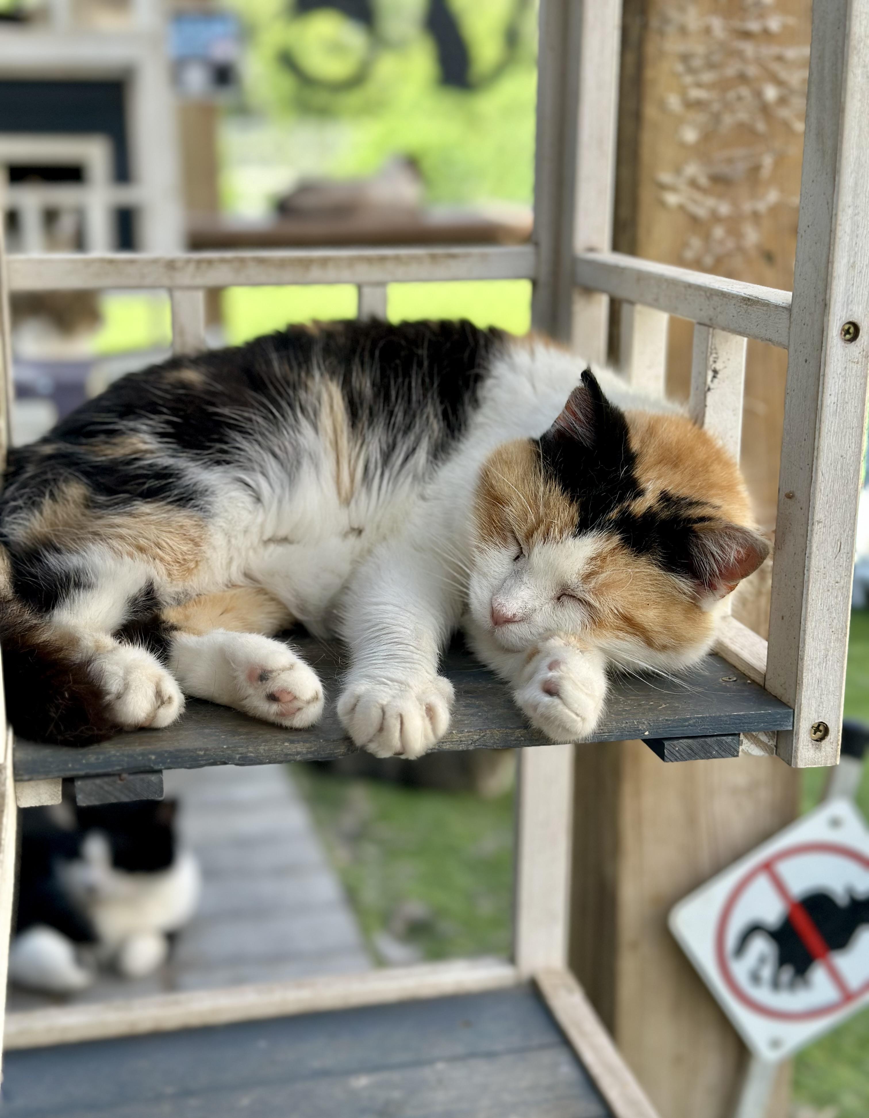 Enlarge Penelope , a ADOPTABLE Domestic Short Hair in Faribault, MN image 4/6