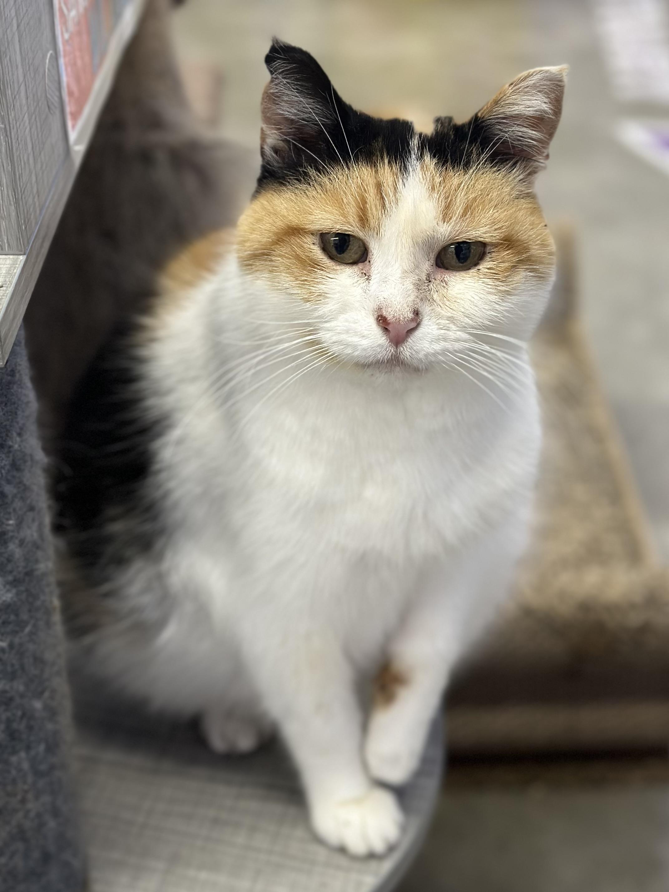 Enlarge Penelope , a ADOPTABLE Domestic Short Hair in Faribault, MN image 5/6