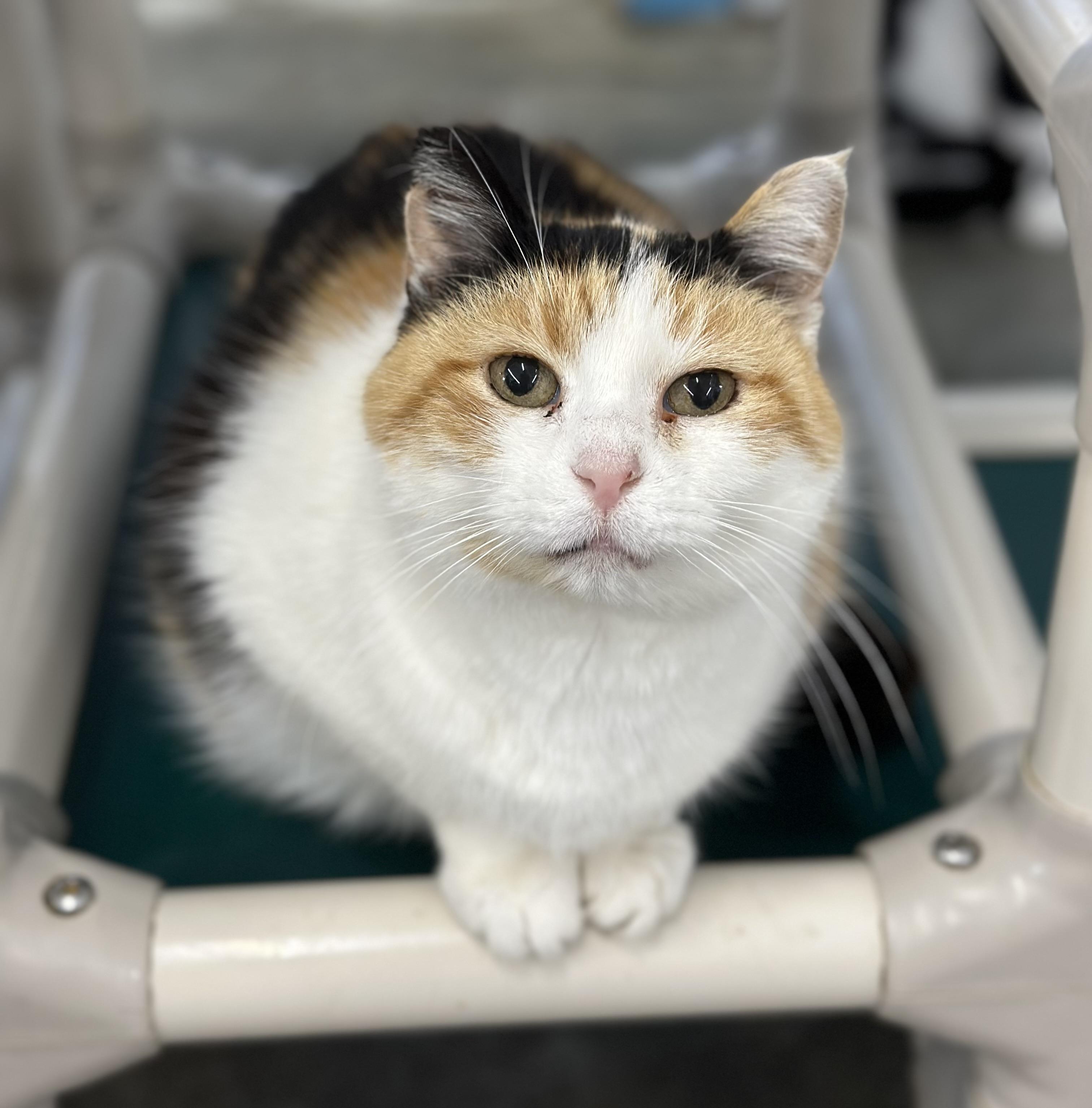 Penelope , ADOPTABLE, Senior Female Domestic Short Hair.