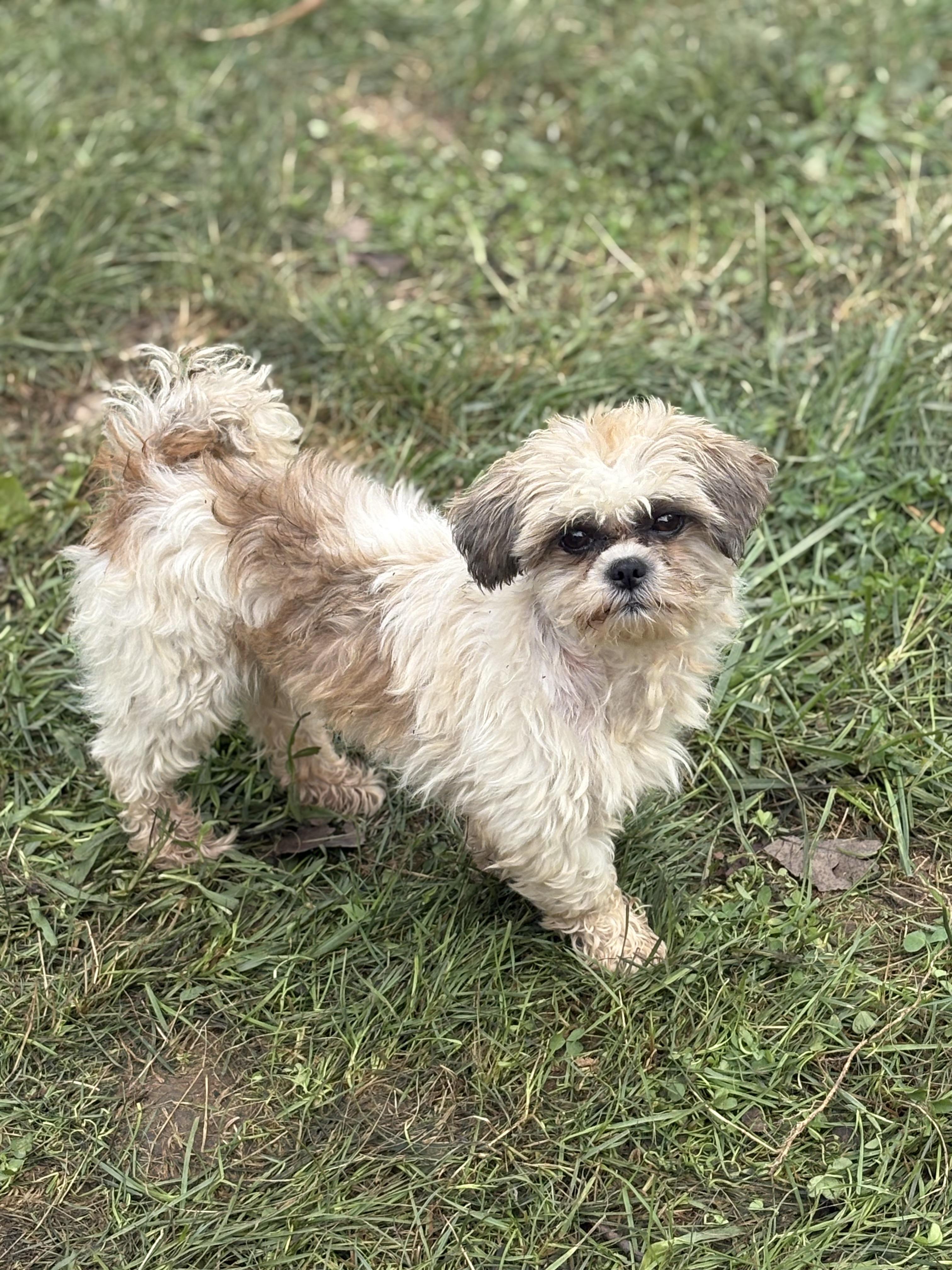 Enlarge Cosmo, a Adopted Shih Tzu in Peebles, OH image 2/6
