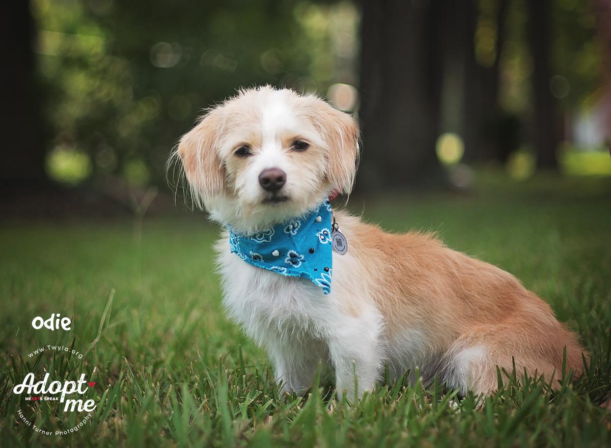 Odie, a Adoptable mixed breed in Kingwood, TX image 1/6