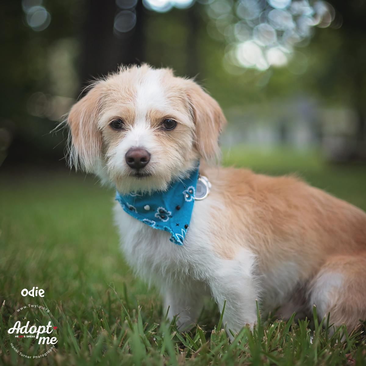 Odie