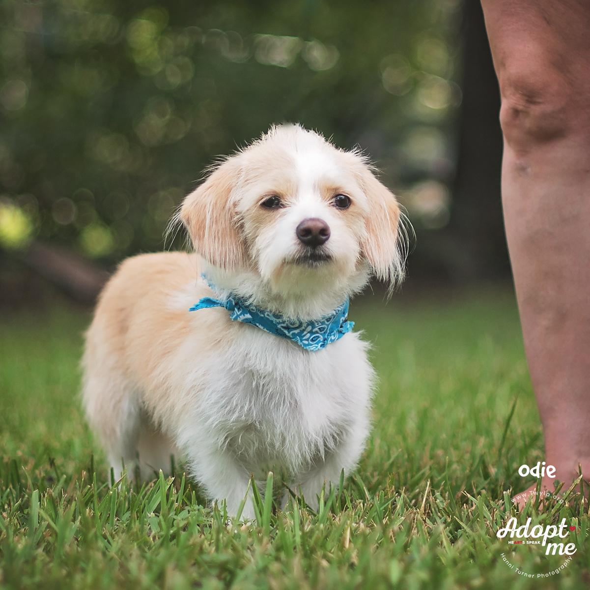 Odie, a Adoptable mixed breed in Kingwood, TX image 3/6