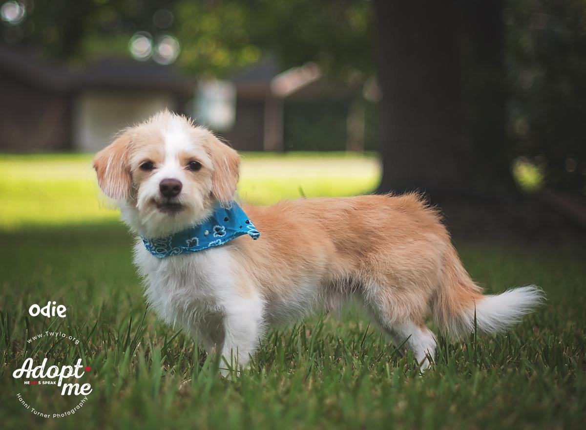 Odie, a Adoptable mixed breed in Kingwood, TX image 4/6