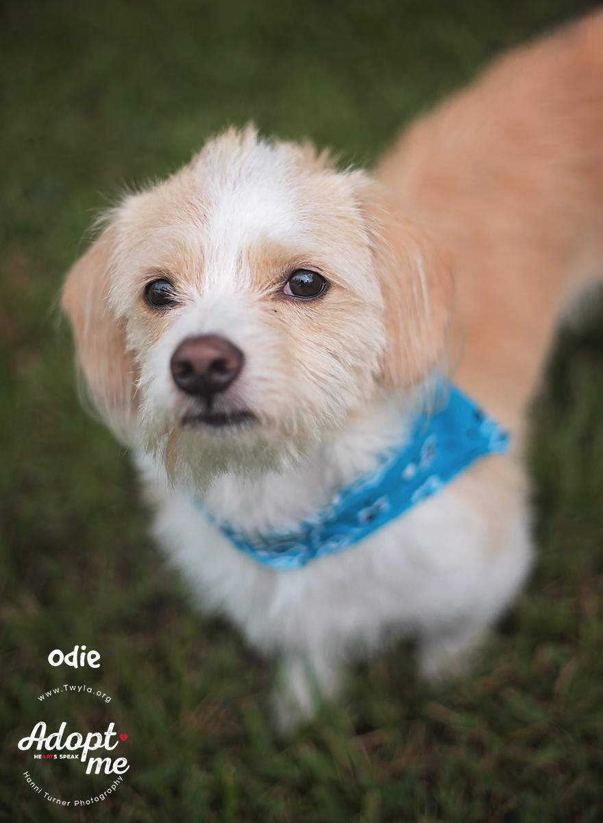 Odie