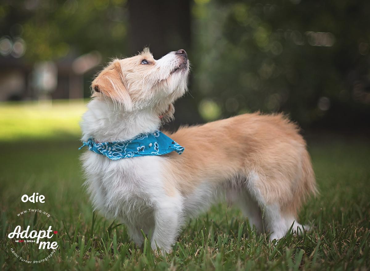 Odie, a Adoptable mixed breed in Kingwood, TX image 6/6