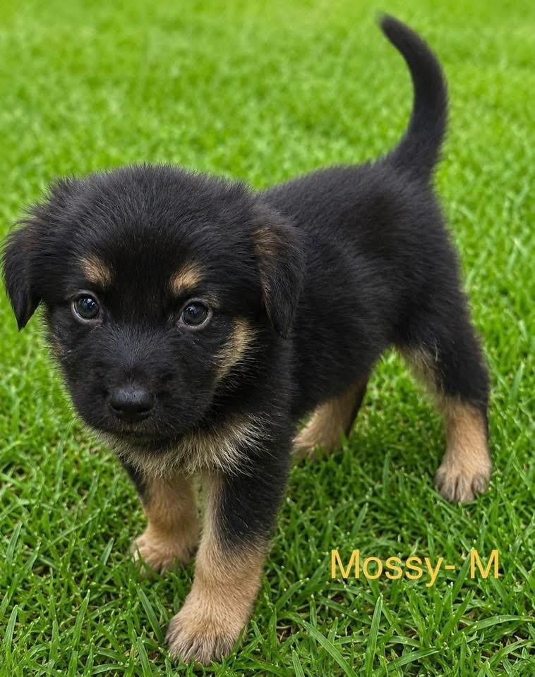 Mossy - photo 1