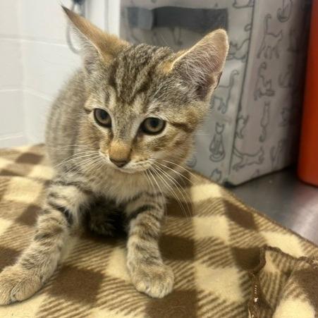 Topaz, a Adoptable Domestic Short Hair in Rocky Mount, VA image 1/2