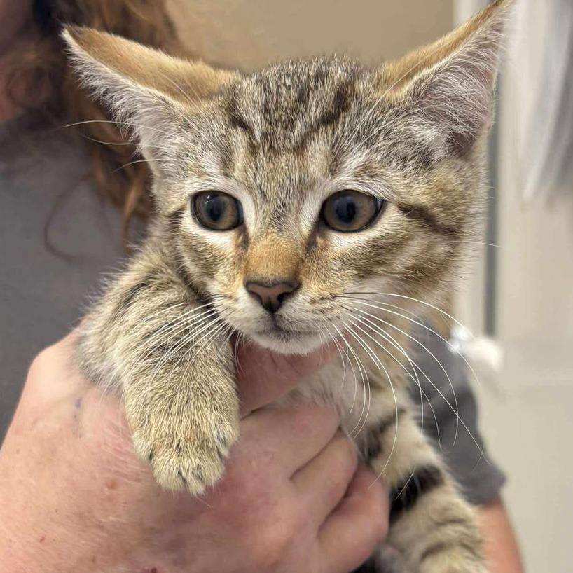 Topaz, a Adoptable Domestic Short Hair in Rocky Mount, VA image 2/2