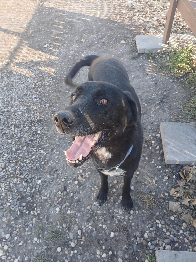 Winter, Adoptable, Adult Female Mixed Breed.