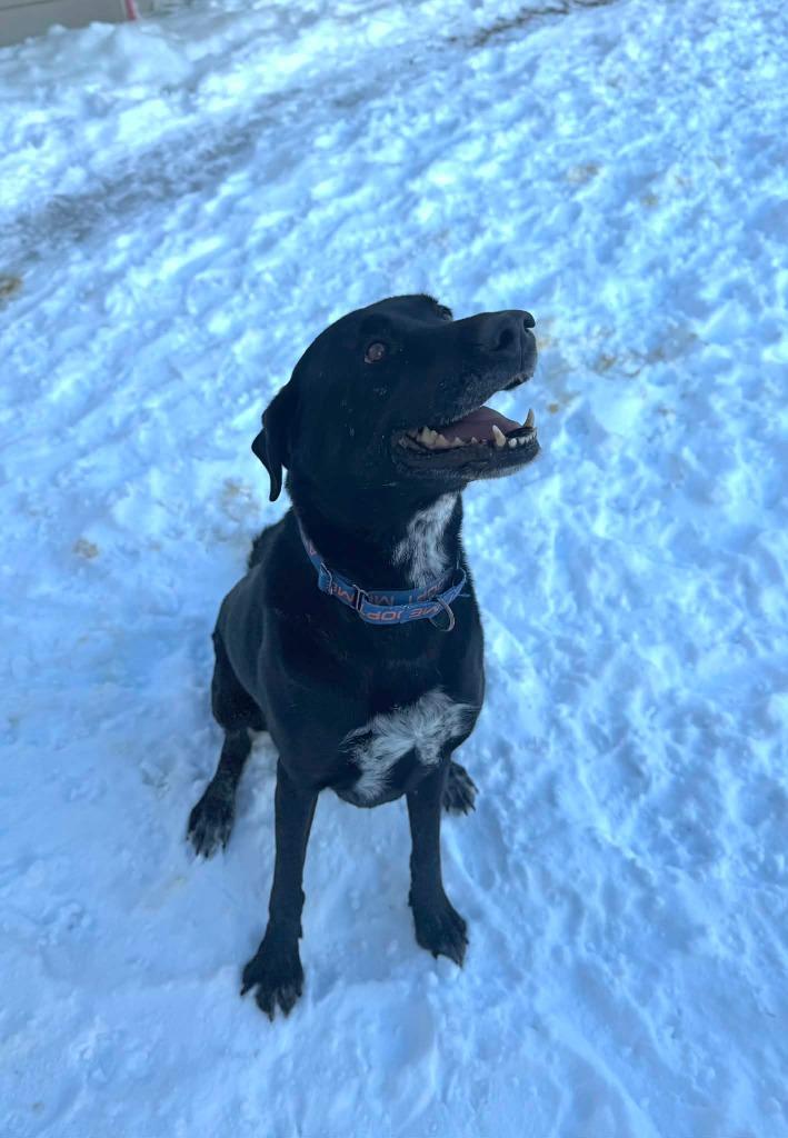 Winter - Farm Dog, Adoptable, Adult Female Mixed Breed.