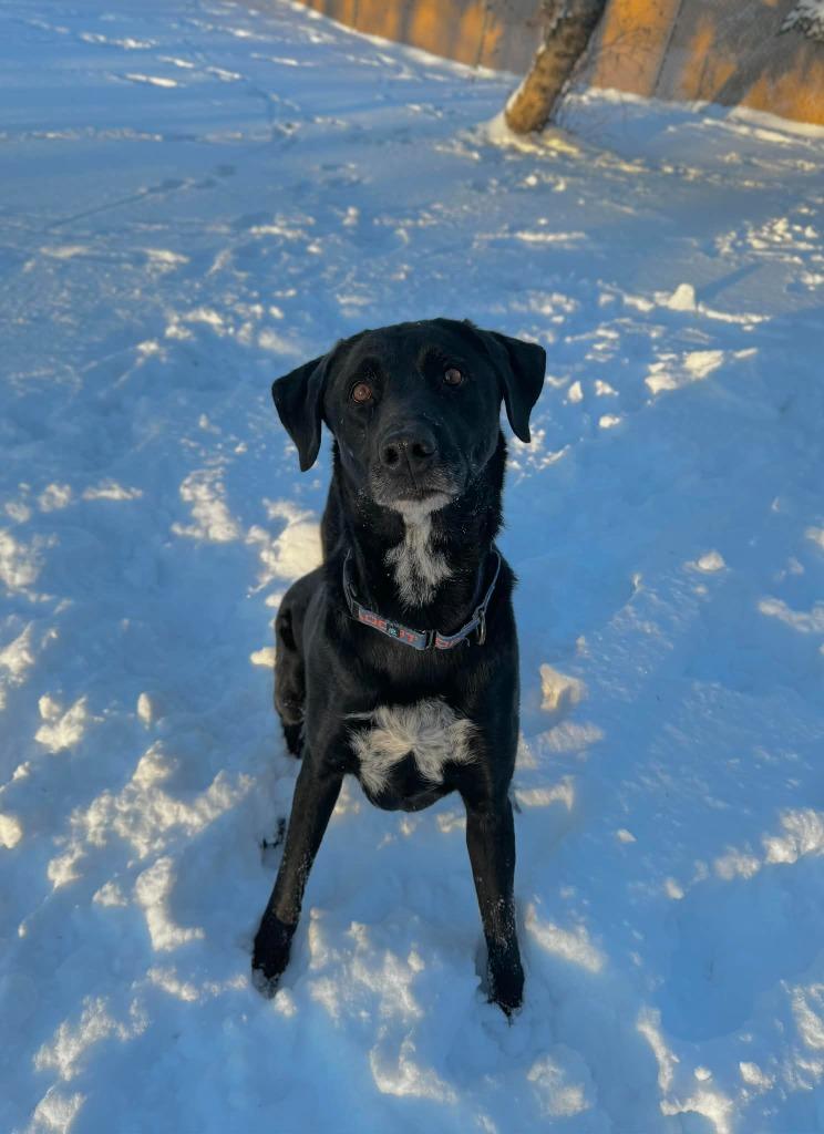 Enlarge Winter, a Adoptable Mixed Breed in Grand Forks, ND image 2/2