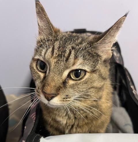 Enlarge Laverne, a Adoptable Domestic Short Hair in Queenstown, MD image 5/6