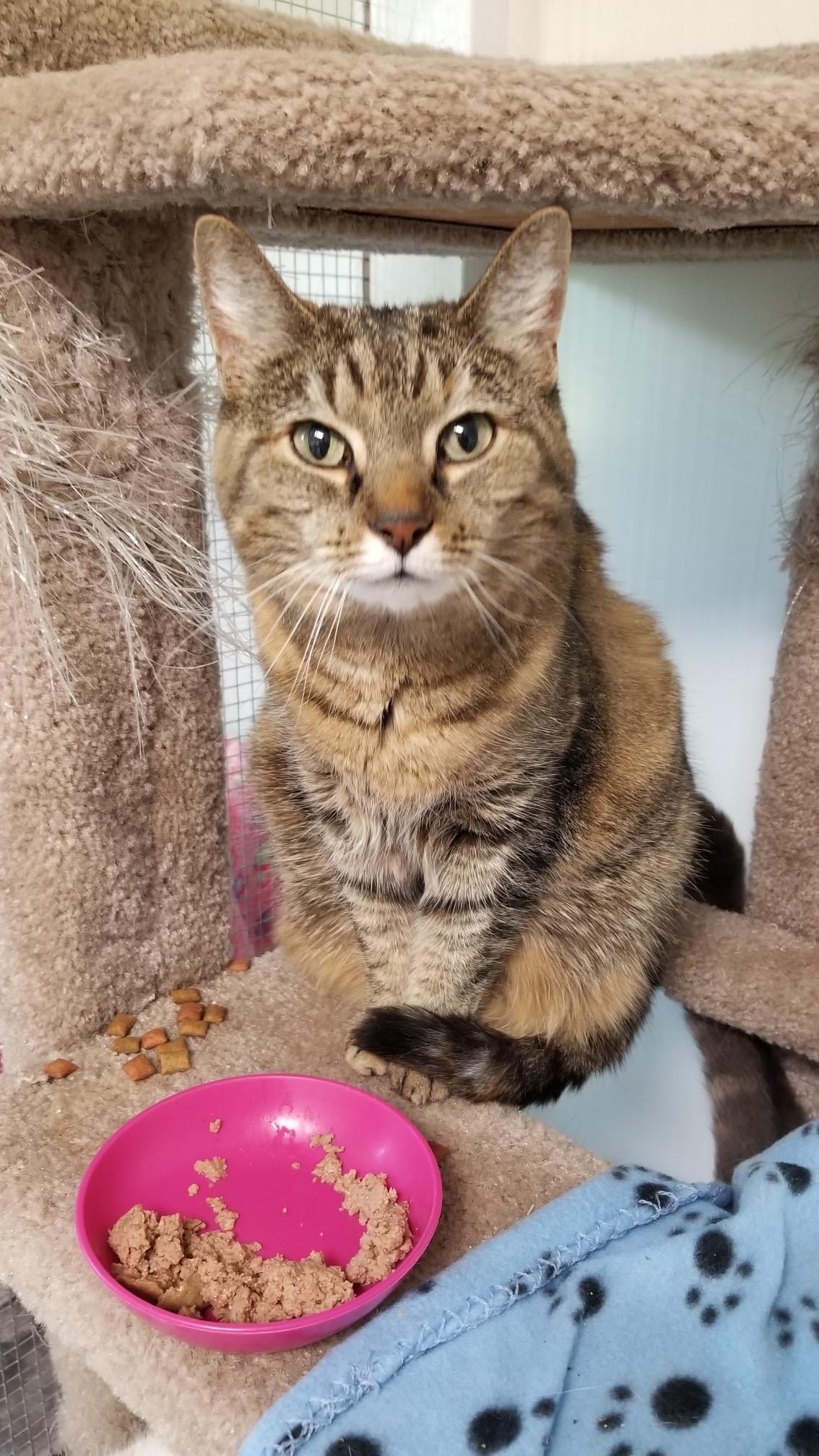 Enlarge Laverne, a Adoptable Domestic Short Hair in Queenstown, MD image 4/6