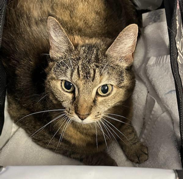 Enlarge Laverne, a Adoptable Domestic Short Hair in Queenstown, MD image 6/6