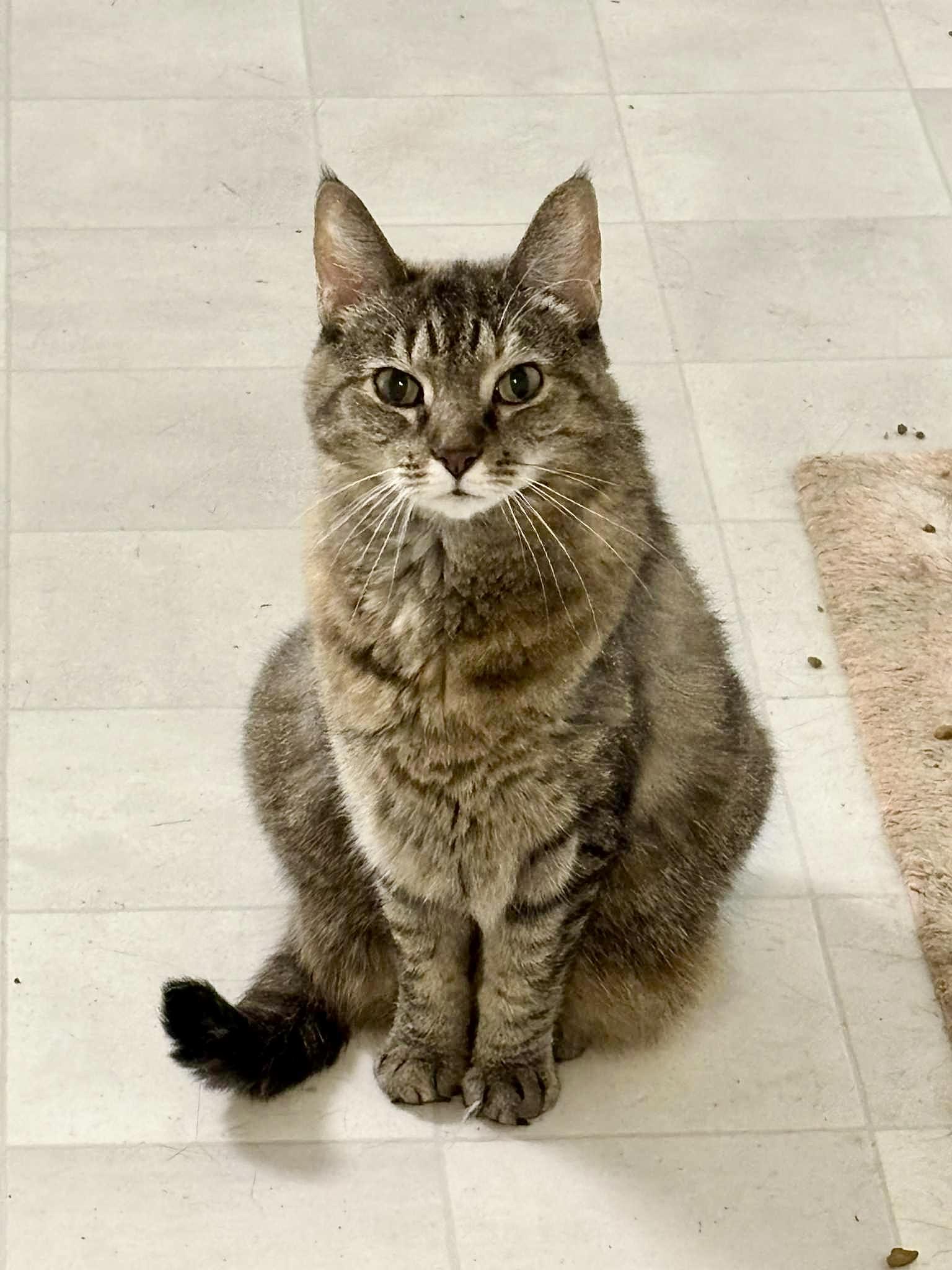 Enlarge Laverne, a Adoptable Domestic Short Hair in Queenstown, MD image 2/6