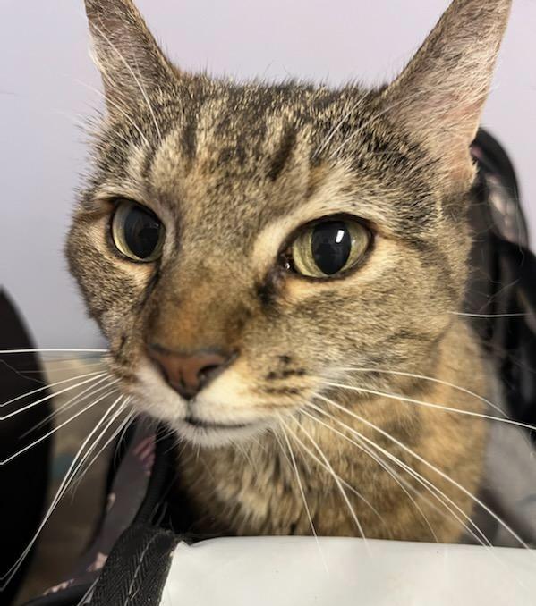 Laverne, Adoptable, Senior Female Domestic Short Hair.