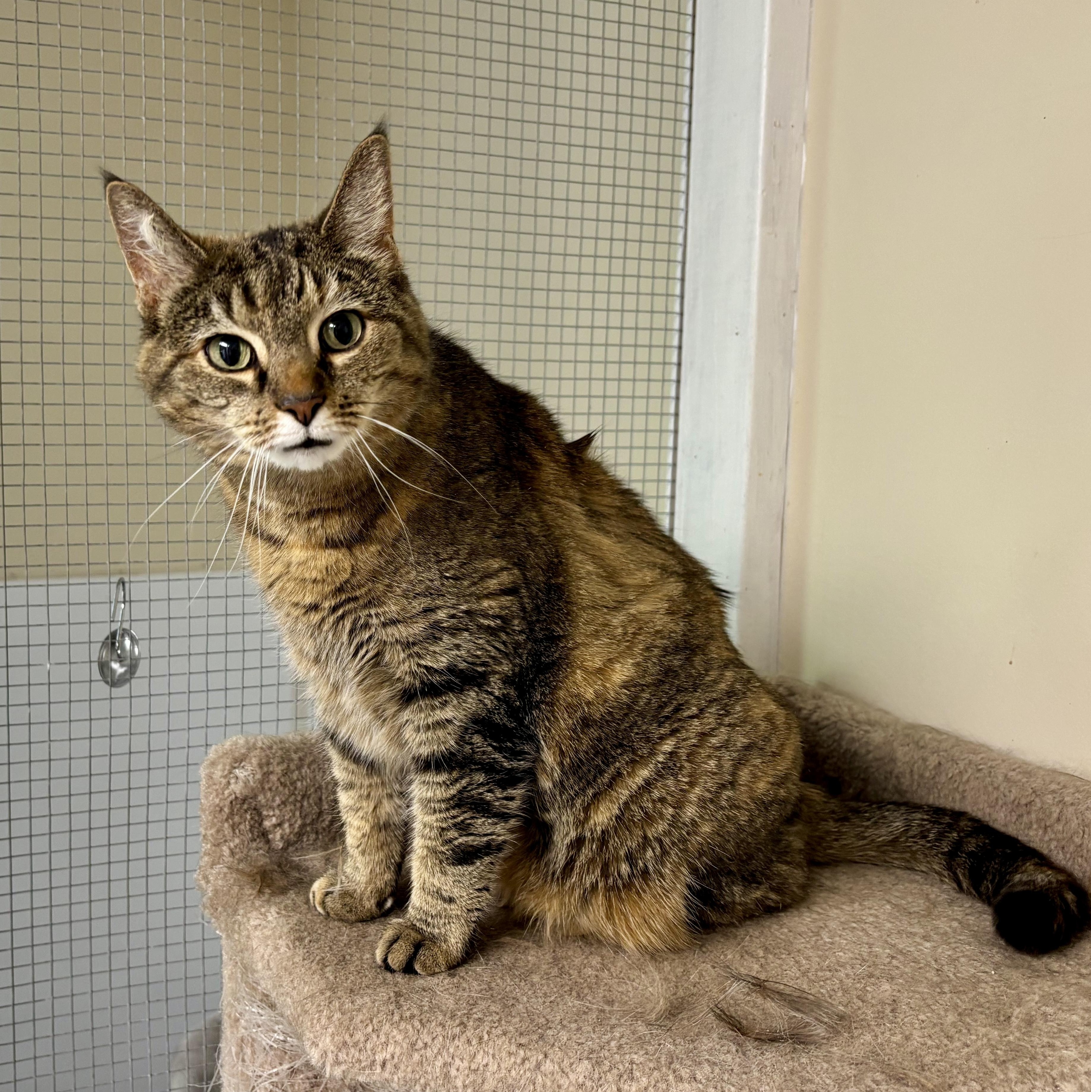 Enlarge Laverne, a Adoptable Domestic Short Hair in Queenstown, MD image 3/6