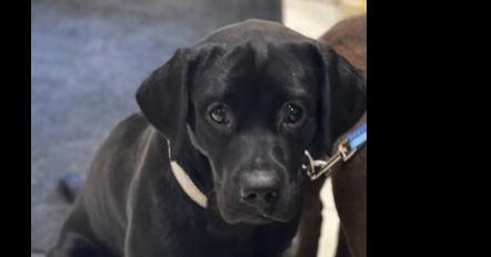 Eddie, Adoptable, Adult Male Labrador Retriever.