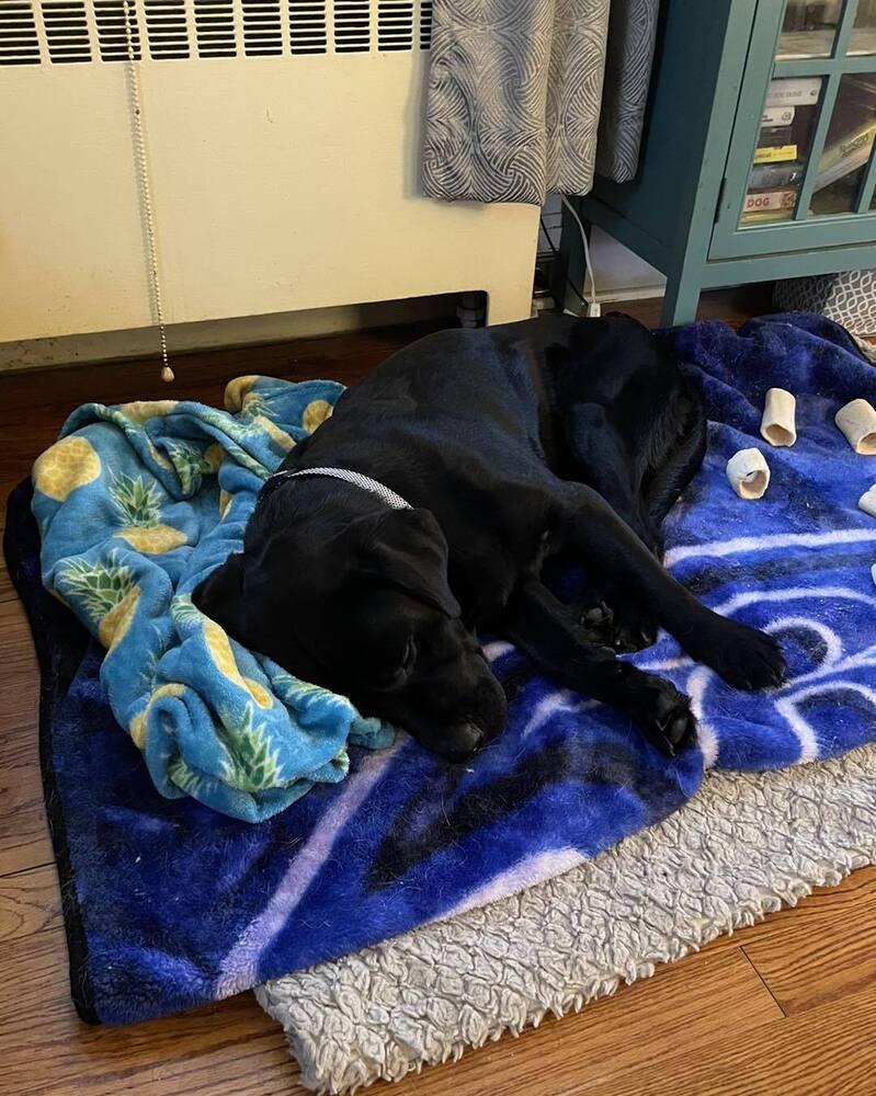 Enlarge Eddie, a Adoptable Labrador Retriever in Denton, MD image 2/3