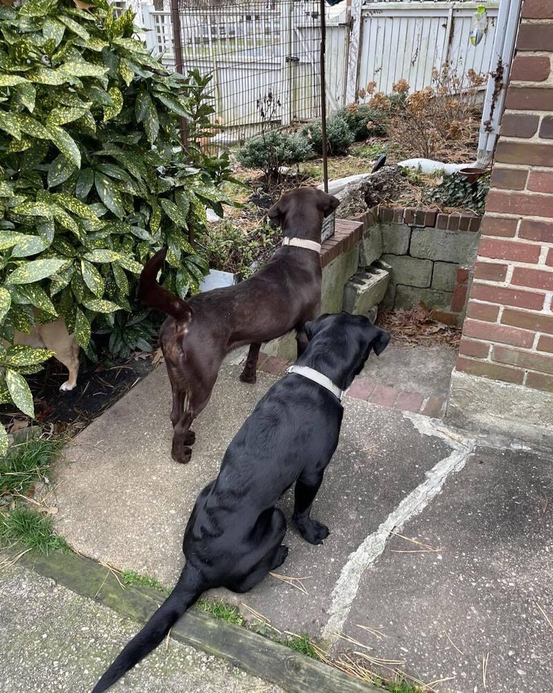 Enlarge Eddie, a Adoptable Labrador Retriever in Denton, MD image 3/3