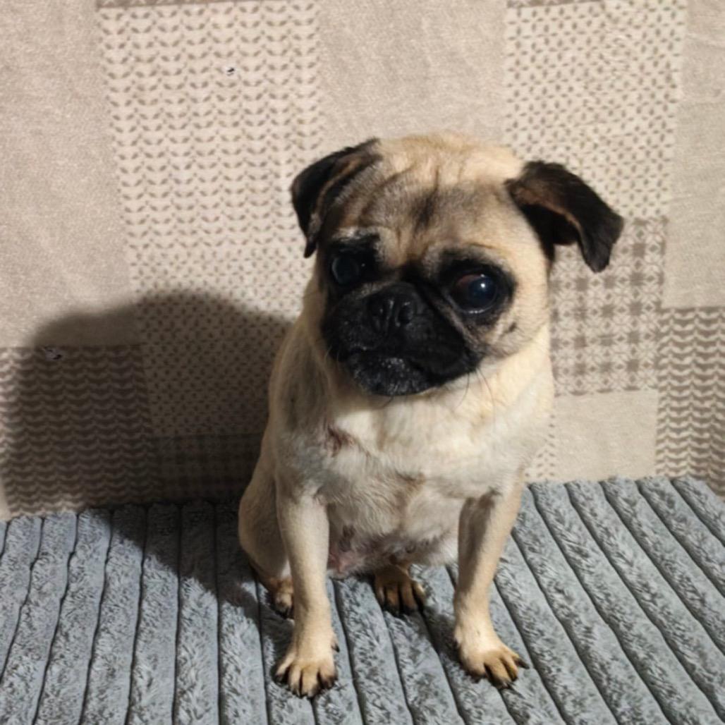 Enlarge Bartola, a Adoptable Pug in San Diego, CA image 1/3