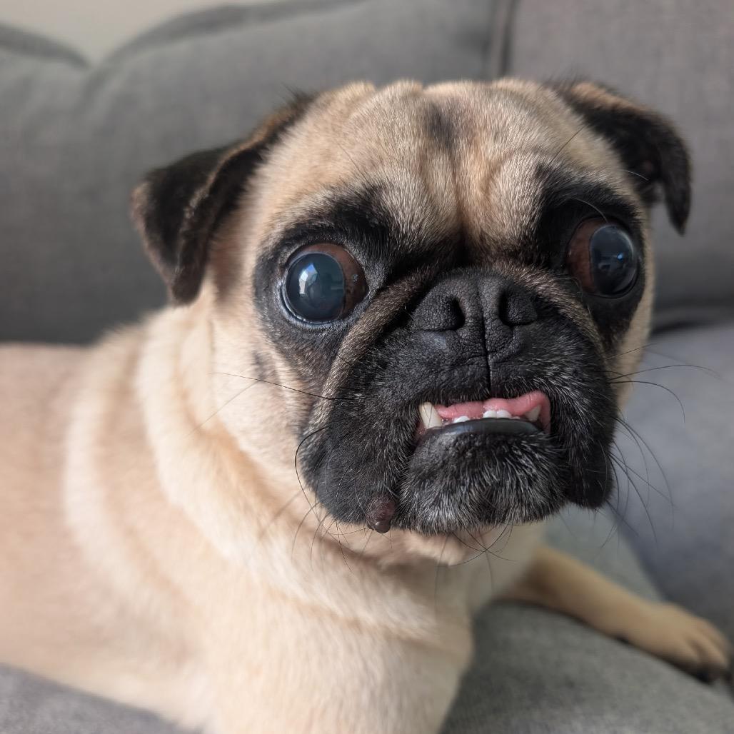 Bartola, a Adoptable Pug in San Diego, CA image 3/6