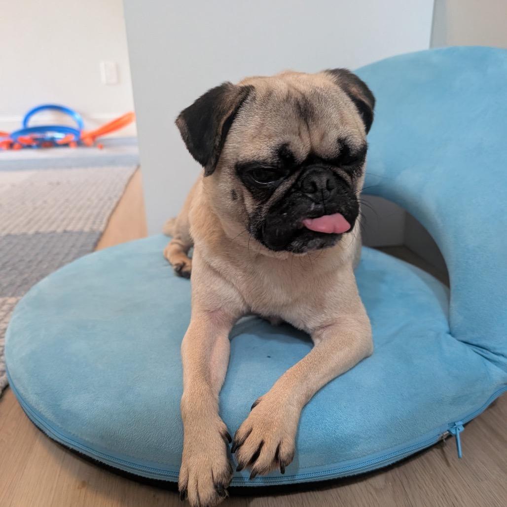 Bartola, a Adoptable Pug in San Diego, CA image 4/6