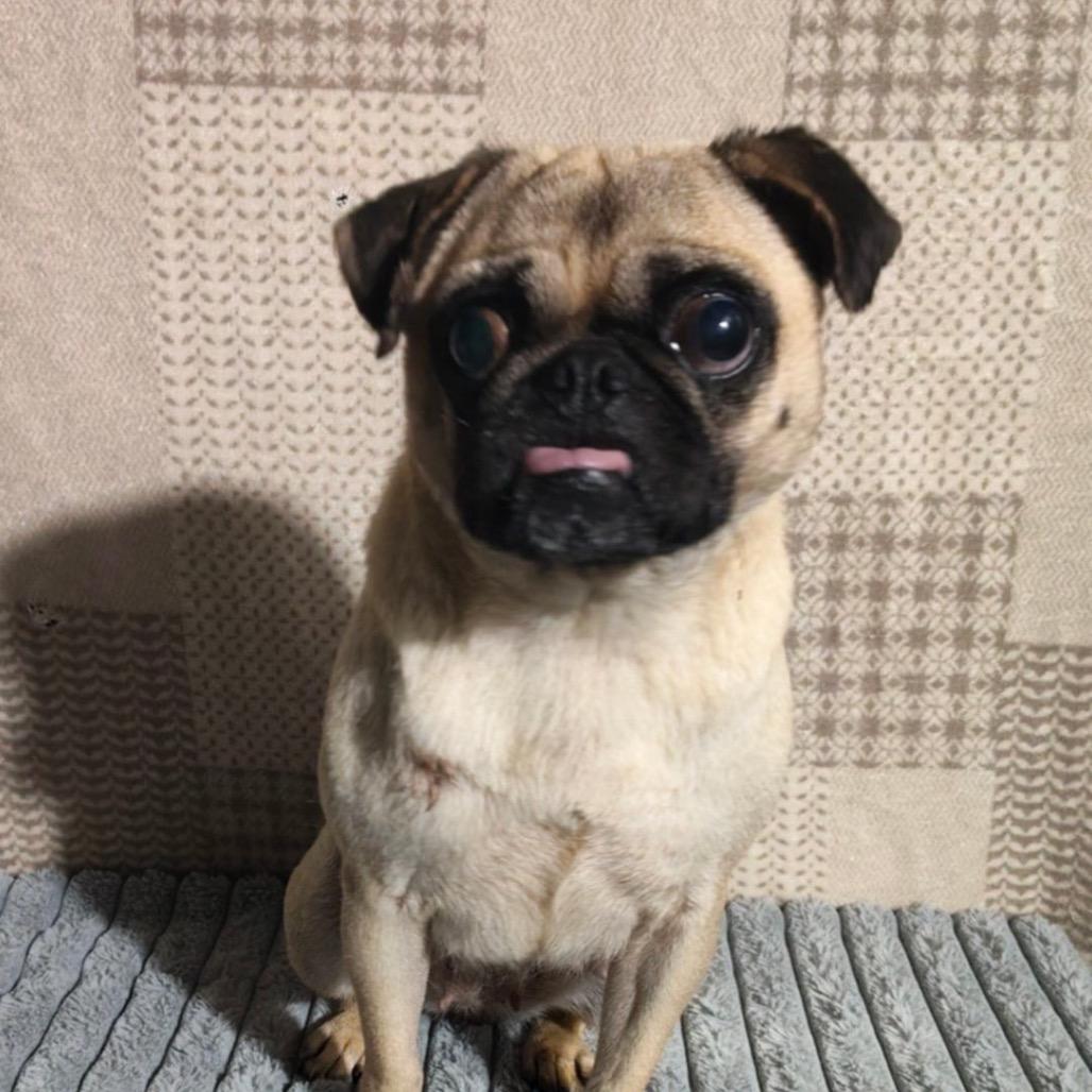 Enlarge Bartola, a Adoptable Pug in San Diego, CA image 2/3