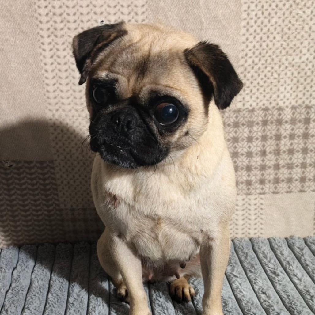 Enlarge Bartola, a Adoptable Pug in San Diego, CA image 3/3