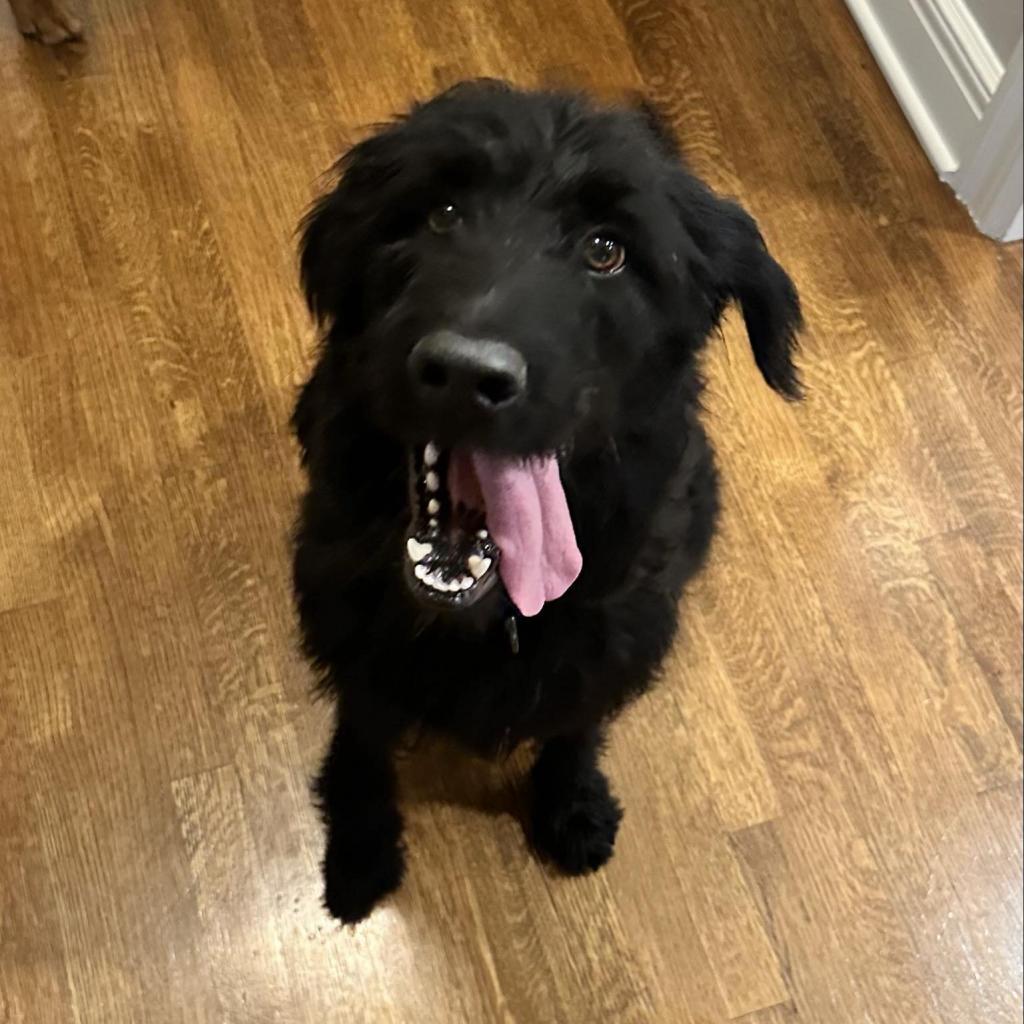 Vincenzo, a Adoptable mixed breed in Peculiar, MO image 1/6