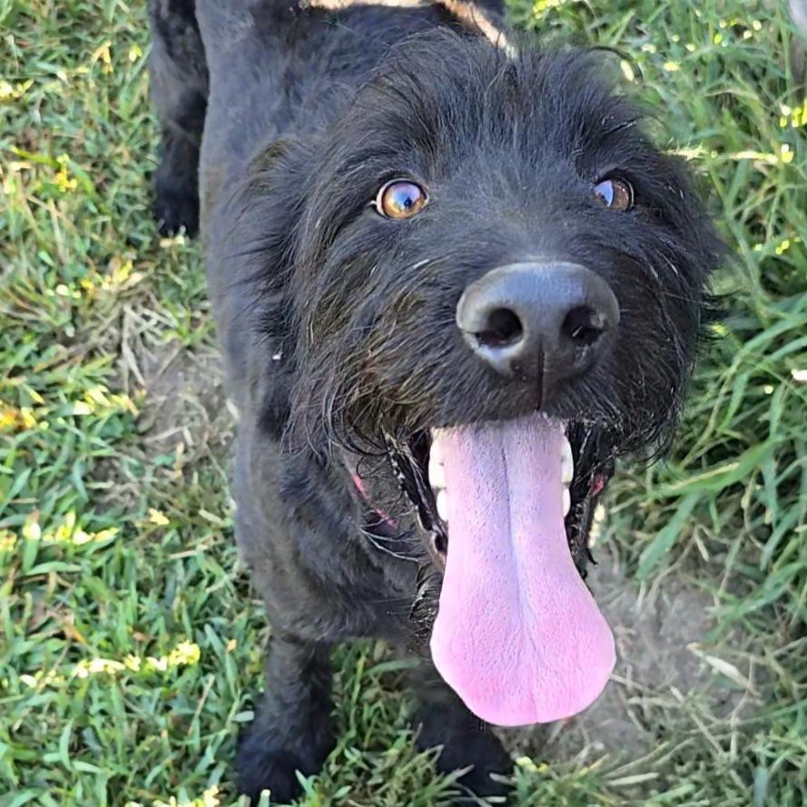 Vincenzo, a Adoptable mixed breed in Peculiar, MO image 3/6